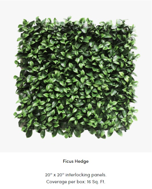 Ficus Hedge.jpg