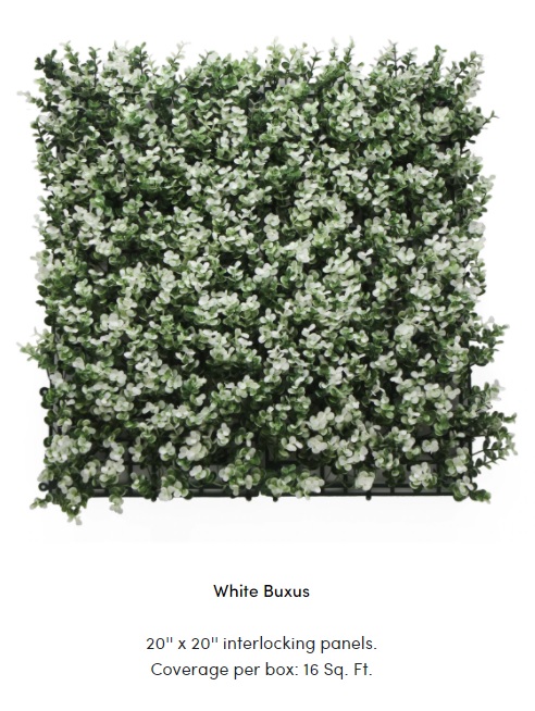 White Buxus.jpg