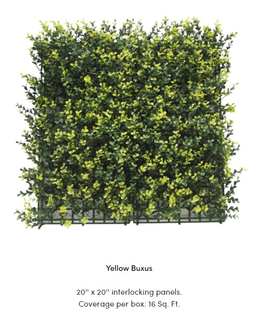 Yellow Buxus.jpg